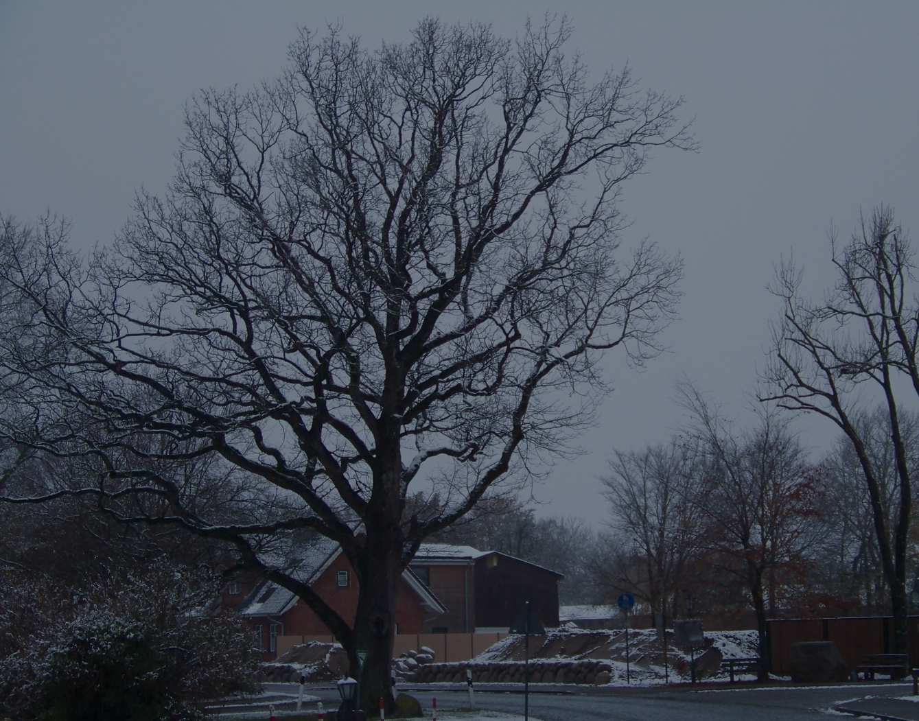 Eiche am 19. September 2025